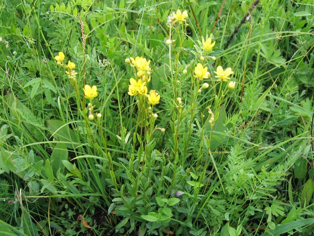 Изображение особи Saxifraga hirculus.