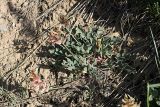 Astragalus megalomerus. Плодоносящее растение. Южный Казахстан, хр. Боролдайтау, ущ. Кокбулак. 24.04.2012.