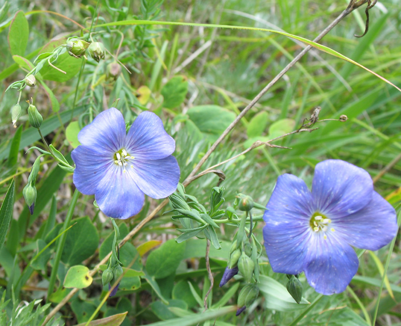 Image of Linum komarovii specimen.