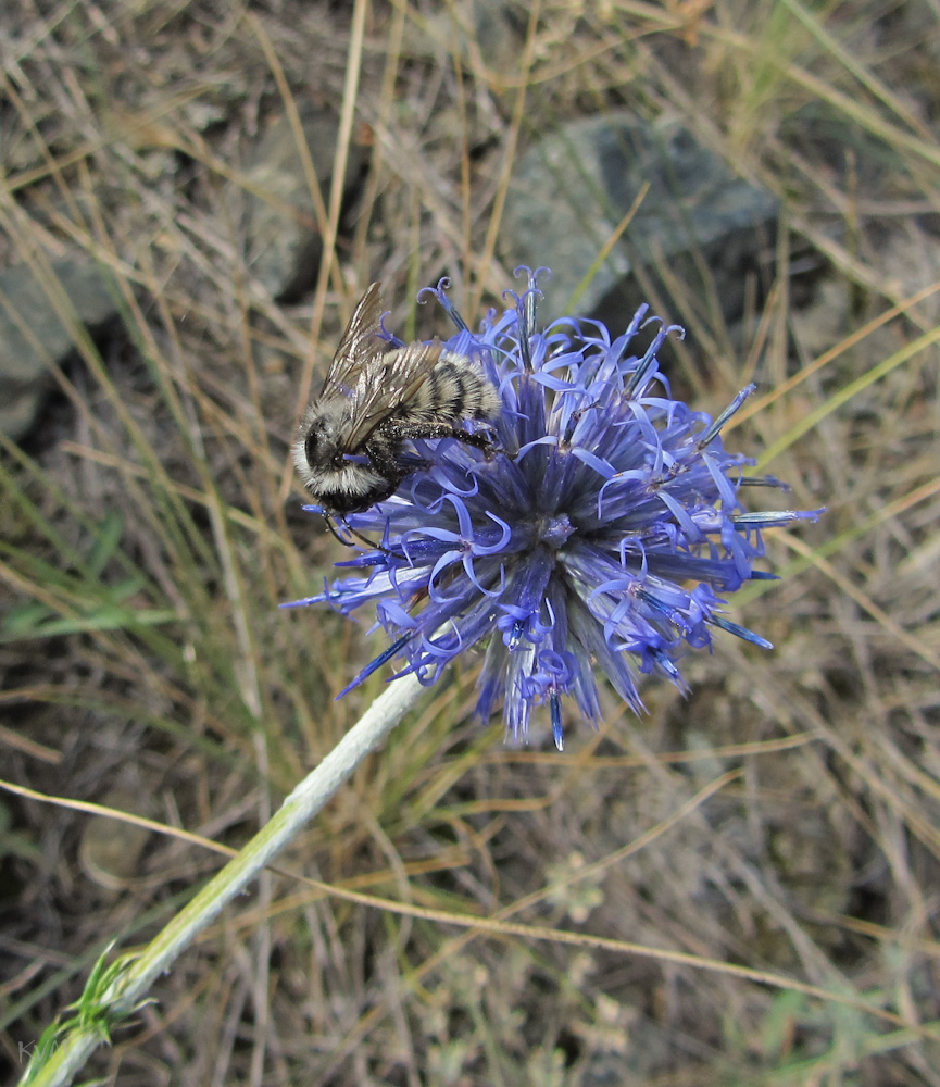 Изображение особи Echinops ruthenicus.