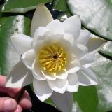 Nymphaea candida