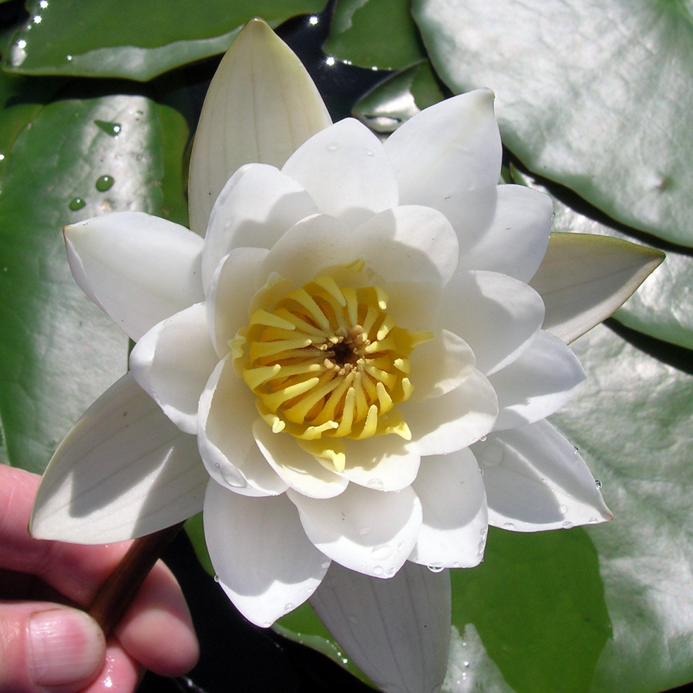 Image of Nymphaea candida specimen.