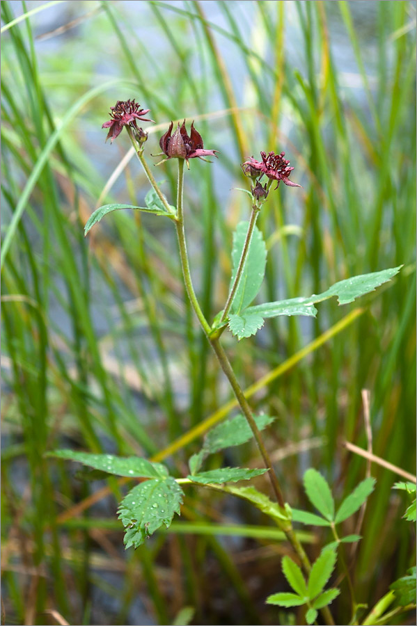 Image of Comarum palustre specimen.