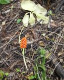 Arisaema amurense