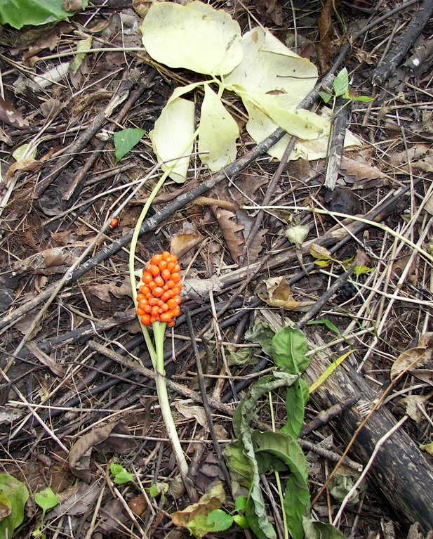 Изображение особи Arisaema amurense.