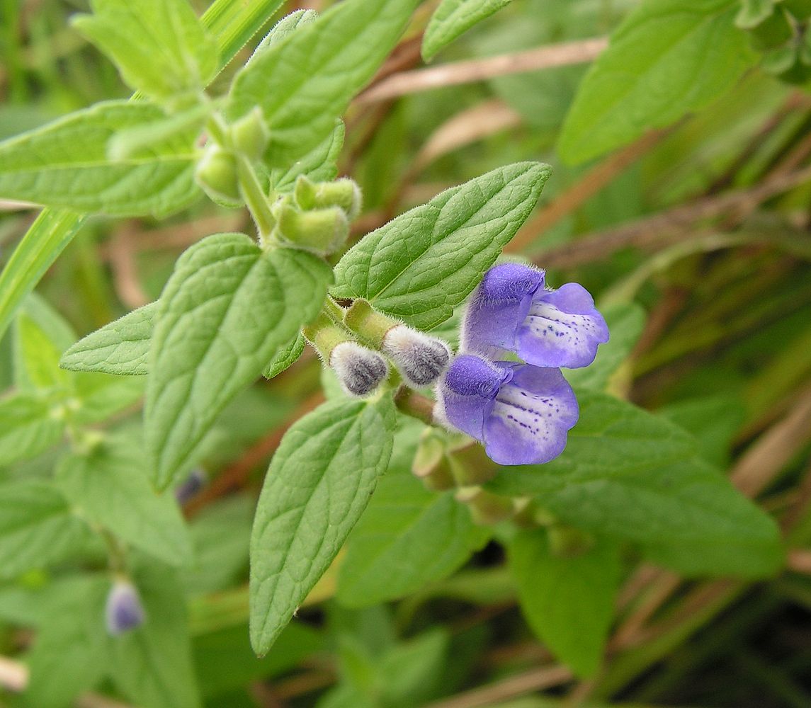 Image of Scutellaria krasevii specimen.