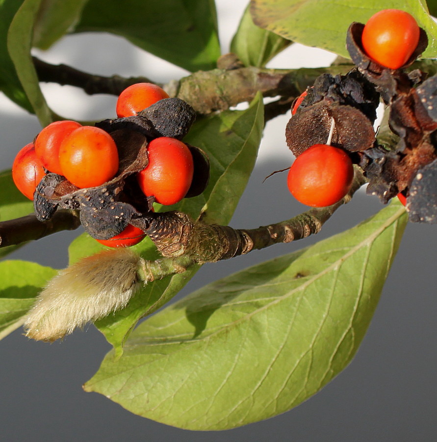 Image of Magnolia kobus specimen.