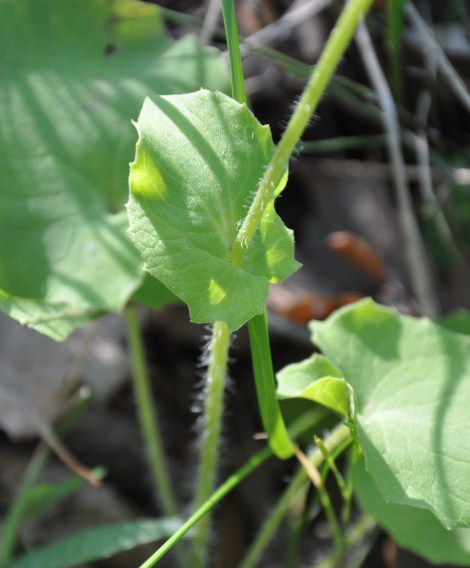 Image of Doronicum orientale specimen.
