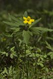 Anemone ranunculoides