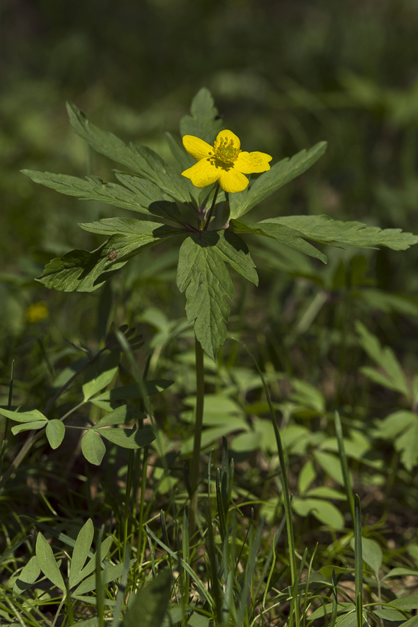 Изображение особи Anemone ranunculoides.