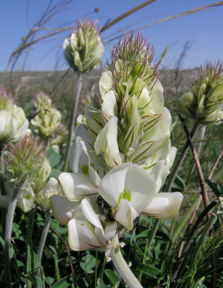 Изображение особи Hedysarum grandiflorum.