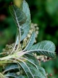 Clethra barbinervis