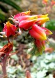 Echeveria pumila. Соцветие с фуражирующими муравьями. Испания, Каталония, Жирона, Тосса-де-Мар, верхняя часть города. 24.06.2012.