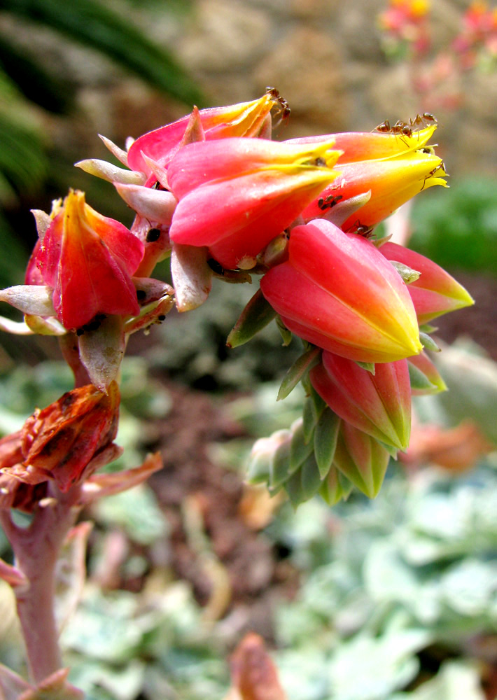 Image of Echeveria pumila specimen.