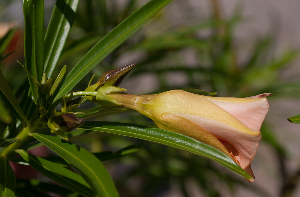 Image of Thevetia peruviana specimen.