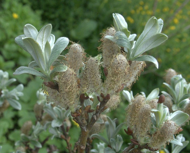 Image of Salix helvetica specimen.