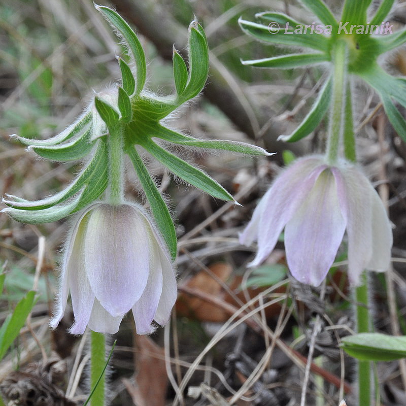 Изображение особи Pulsatilla dahurica.