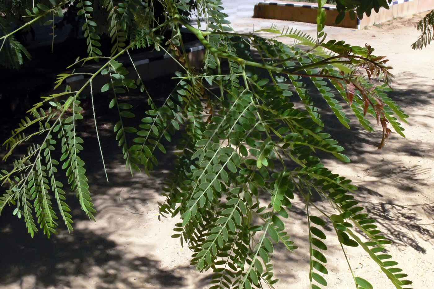 Image of Gleditsia triacanthos specimen.