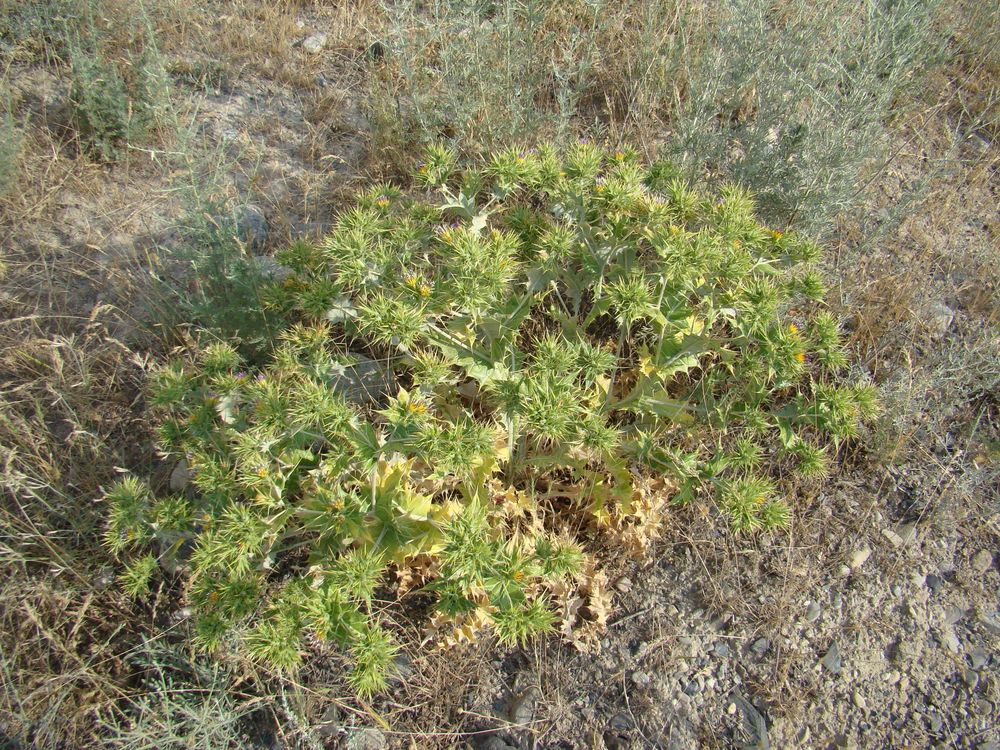 Image of Cousinia horridula specimen.