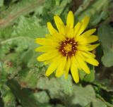 Reichardia tingitana