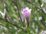 Goniolimon graminifolium