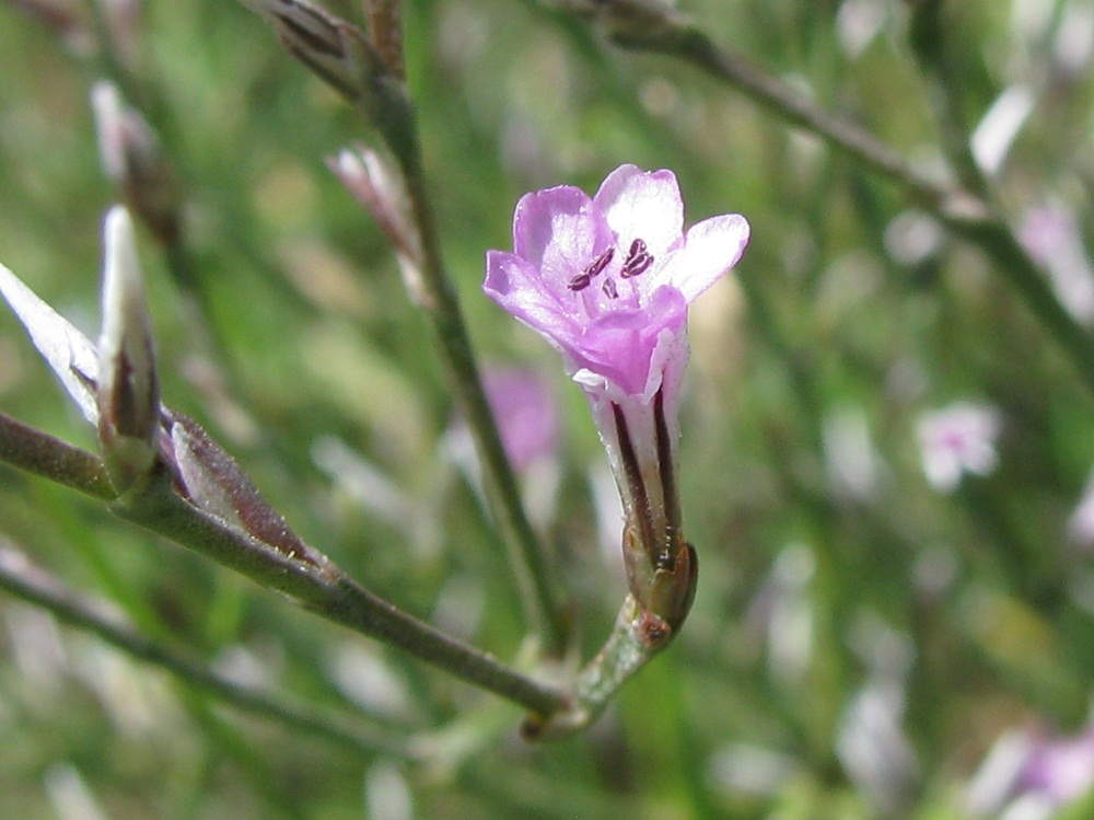Изображение особи Goniolimon graminifolium.