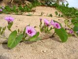 Ipomoea pes-caprae