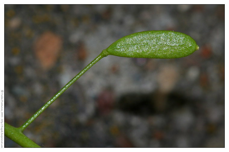 Изображение особи Draba nemorosa.