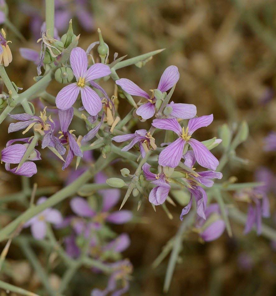 Image of Zilla spinosa specimen.