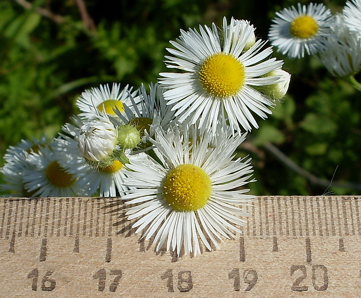 Изображение особи Erigeron annuus.