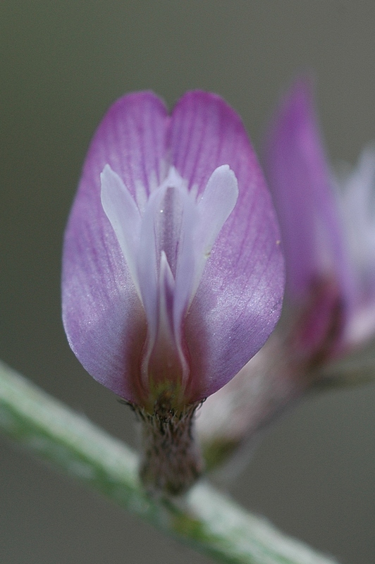 Изображение особи Oxytropis gebleriana.