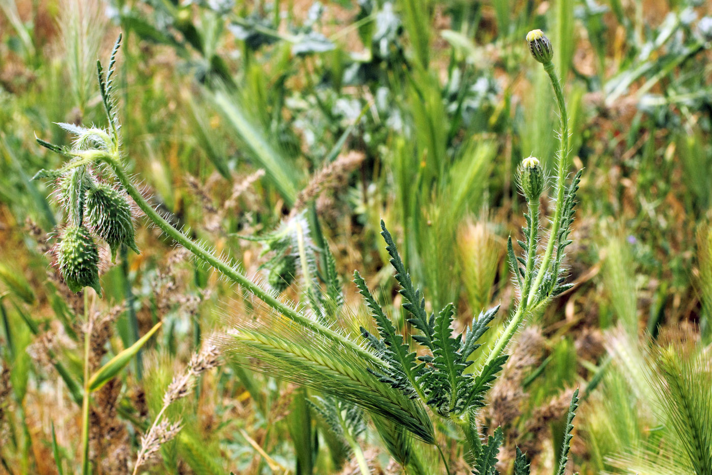 Image of Papaver pavoninum specimen.