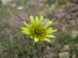 Tragopogon dubius