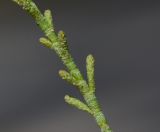 Image of specimen