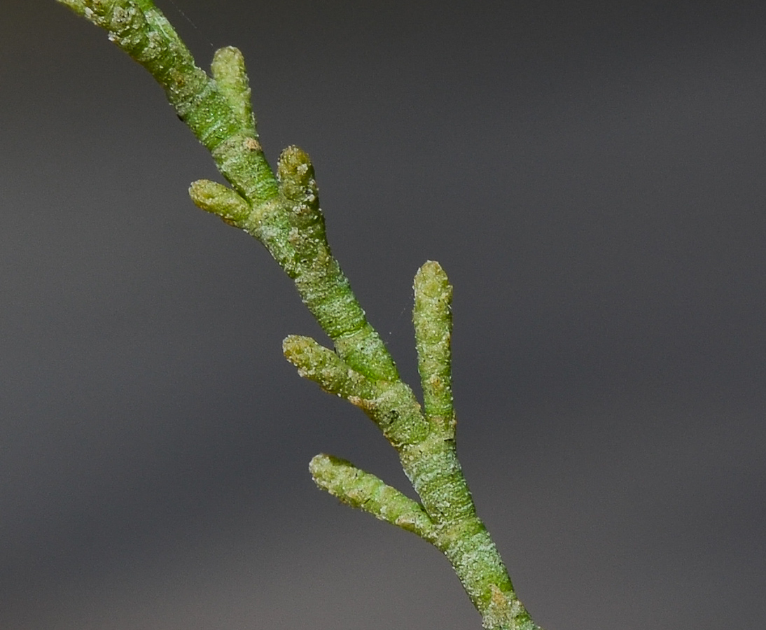 Image of Tamarix aphylla specimen.