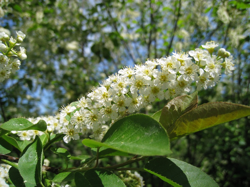 Изображение особи Padus virginiana.