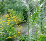 Achillea filipendulina