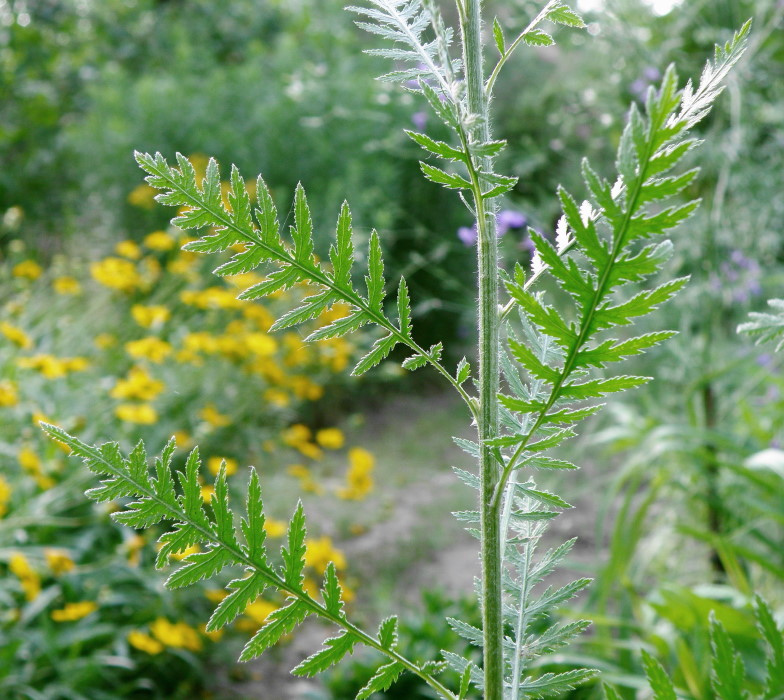 Image of Achillea filipendulina specimen.