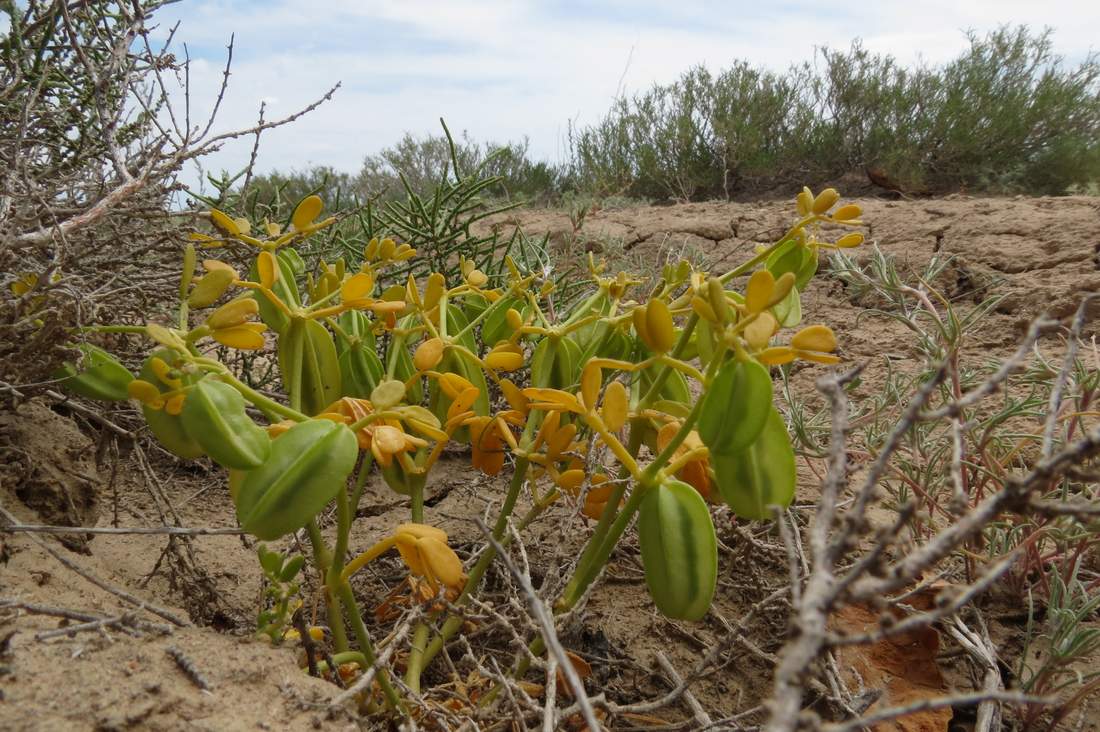 Image of Zygophyllum lehmannianum specimen.