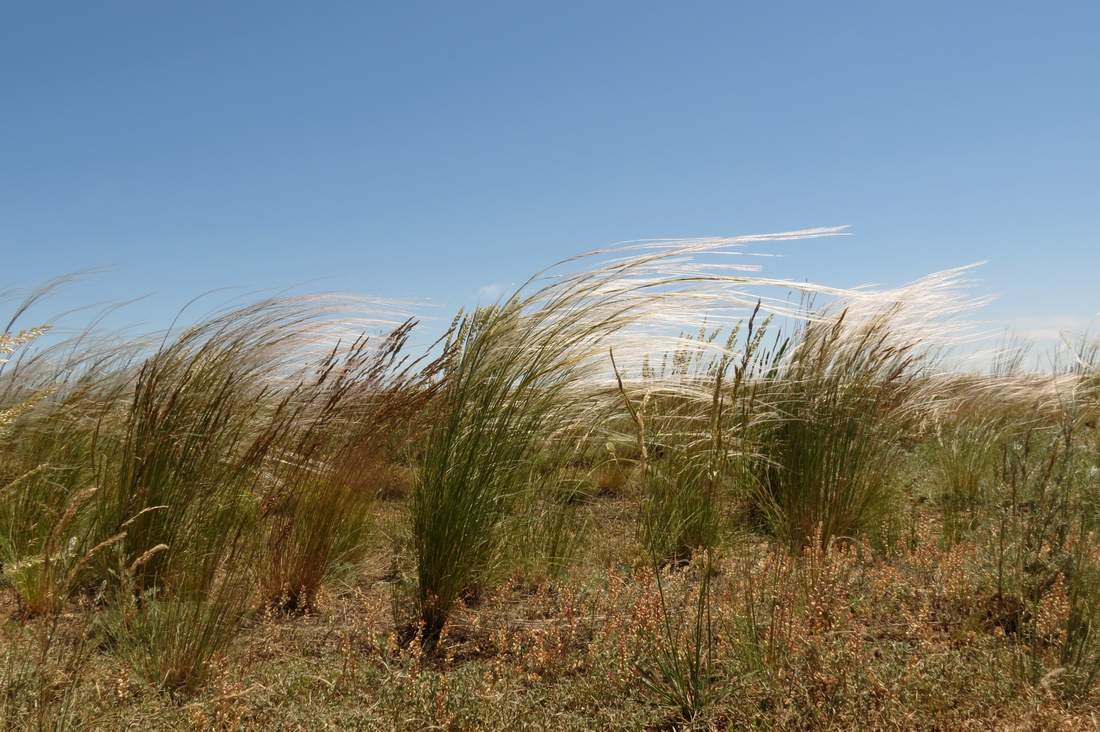 Image of Stipa lessingiana specimen.