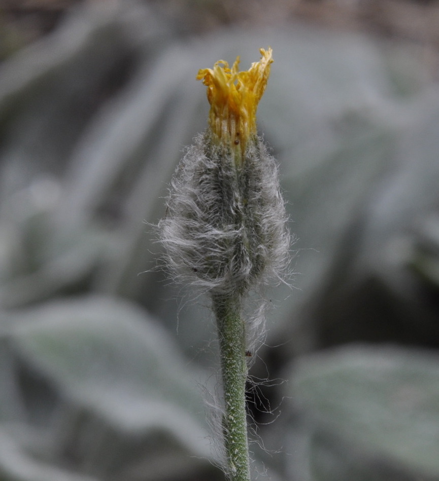 Image of genus Hieracium specimen.