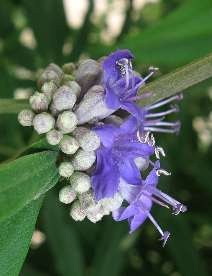 Image of Vitex agnus-castus specimen.