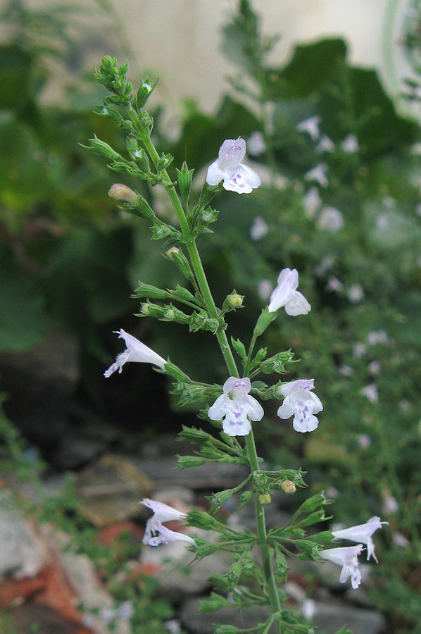 Image of Clinopodium spruneri specimen.