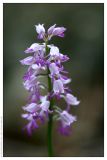 Orchis militaris. Соцветие. Республика Татарстан, Камско-Устьинский район, памятник природы \"Юрьевские пещеры\". 11.06.2009.