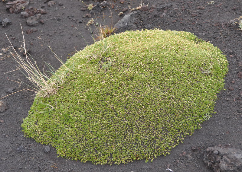 Изображение особи Minuartia macrocarpa.