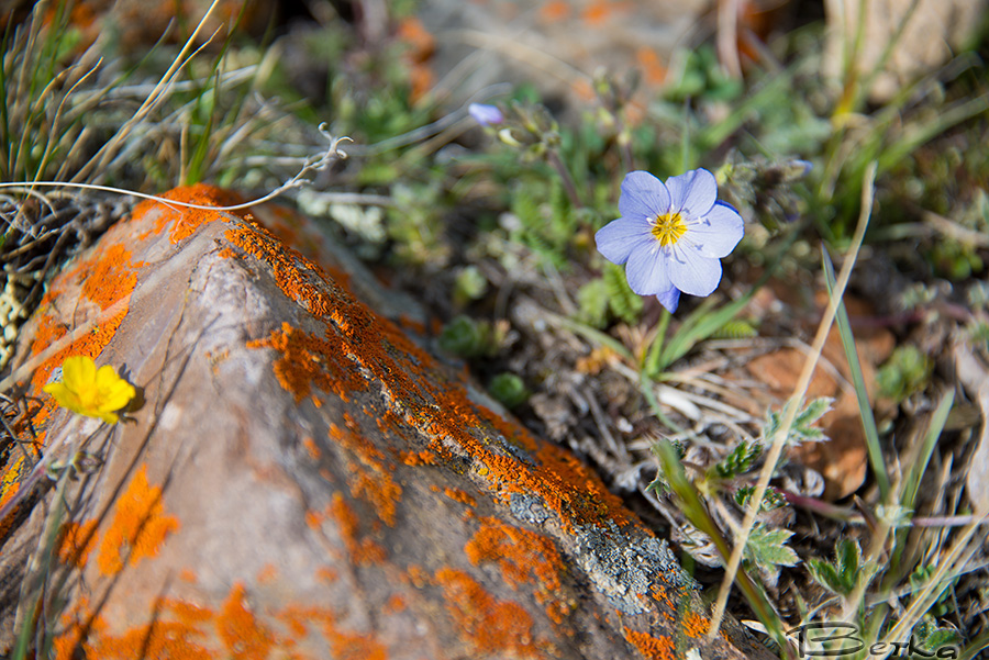 Изображение особи Polemonium boreale.