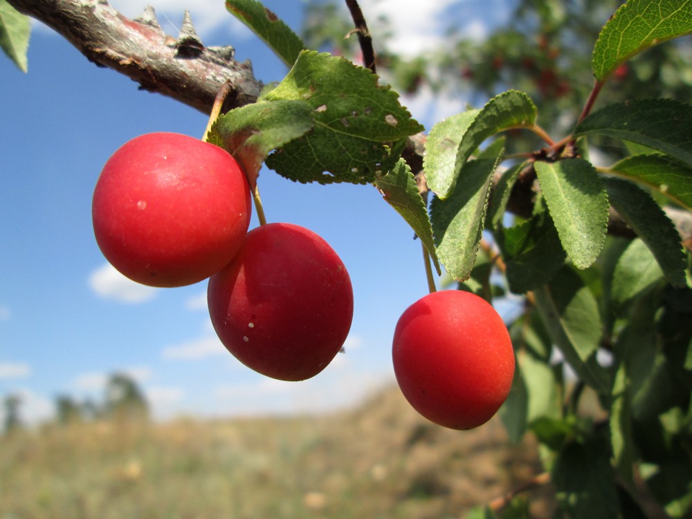 Изображение особи Prunus cerasifera.