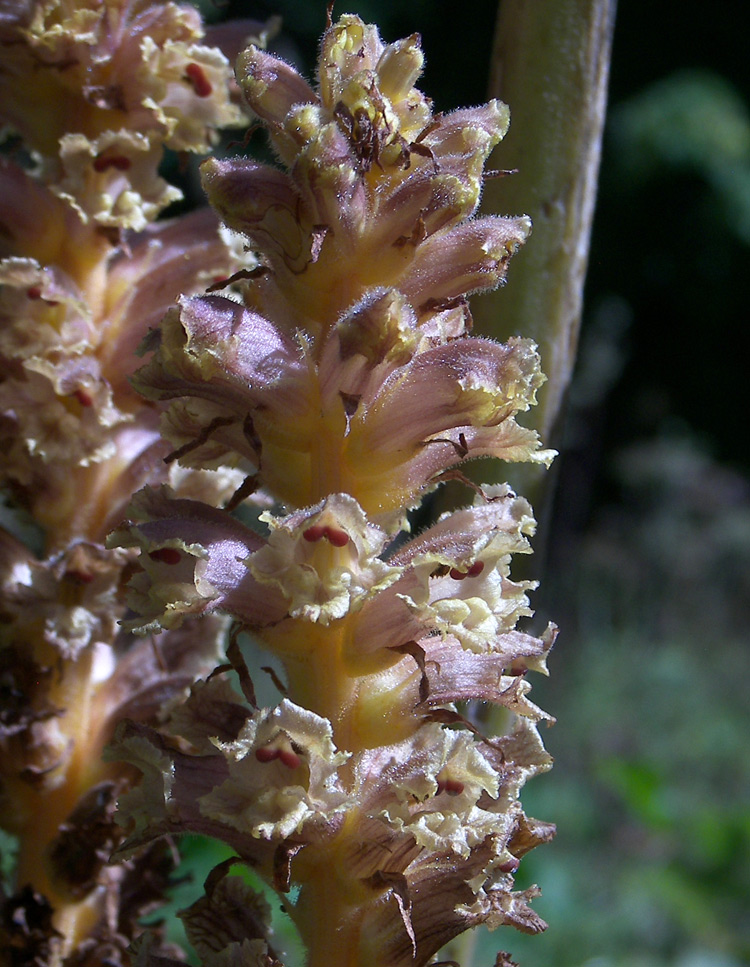 Image of Orobanche ingens specimen.