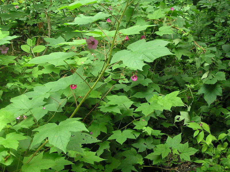 Image of Rubus odoratus specimen.