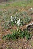 Phlomoides speciosa. Зацветающие растения. Южный Казахстан, хр. Боролдайтау, ущ. Кенозен. 22.04.2013.